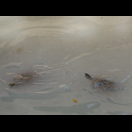 Wasserschildkröten im Río Segura